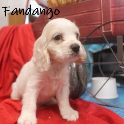 puppy, for, sale, Cocker Spaniel, Joe & Cherri  Overlease, dog, breeder, Miller, MO, dog-breeder, puppy-for-sale, forsale, nearby, find, puppyfind, locator, puppylocator, aca